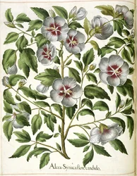 Alcca Syriaca, de 