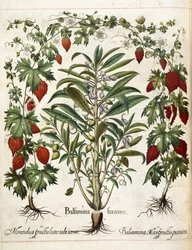 Plantes fruitières, de 