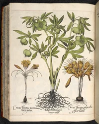 Helleborus niger, Crocus vernus, de Hortus Eystettensis, par Basilius Besler