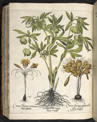 Helleborus niger, illustration de 