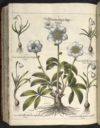 Helleborus niger, Illustration du 