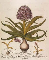 Hyacinthus stellatus