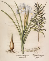 Iris bulbosa Anglicana, 1613