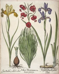 Iris, de 