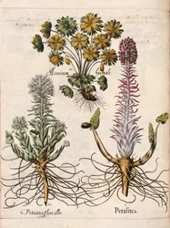 Petasites, de 