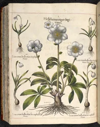 Planche 29 : Helleborus niger, Hortus Eystettensis, Basilius Besler