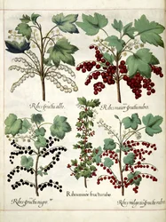 Plantes de groseilles rouges et noires, de 