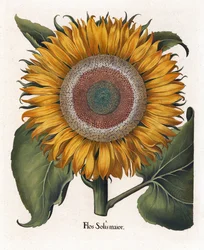 Le tournesol commun, Flos Solis Maior