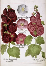 Trois plantes