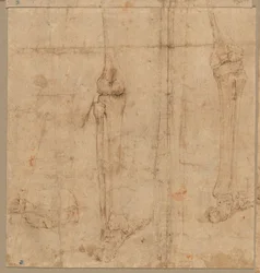 Moitié inférieure du squelette de dos, début des années 1540