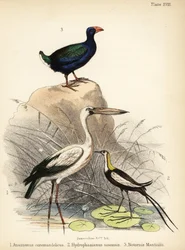Bec-ouvert indien, jacana à longue queue et takahē, 1855