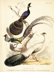 Faisan à oreilles bleues, éperonnier de Palawan et Lady Amherst. 1855