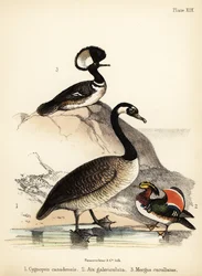 Bernache du Canada, canard mandarin et harle huppé. 1855 (lithographie)