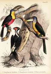 Toucan à bec vert, aracari à crête bouclée et pic à bec d