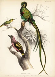 Todier de Jamaïque, quetzal resplendissant et eurylaime à bandes