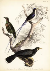 Martin-pêcheur du paradis, oiseau de Victoria et huia éteint
