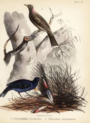 Satin et oiseaux jardiniers à poitrine fauve. 1855 (lithographie)