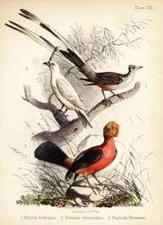Tyran à longue queue, araponga blanc et coq-de-roche des Andes, 1855