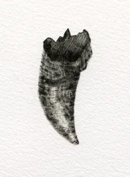 Dent féline, 2014