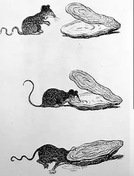 Le Rat et l