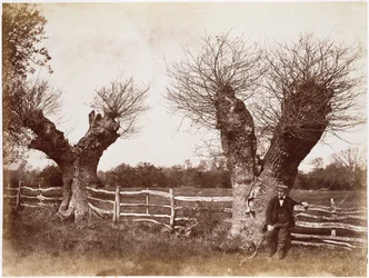 Un arbre de haie, 1852