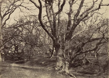 Pepperharrow Park, Surrey