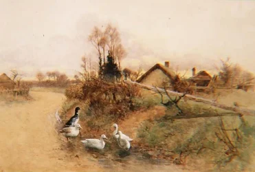 Canards barboteurs