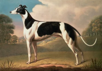 Lévrier, 1800
