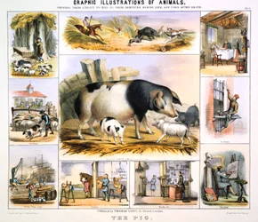 Le Cochon, vers 1850