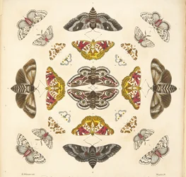 Détail (Planche IV), de A Rare Depiction of Butterflies and Moths, pub. 1764