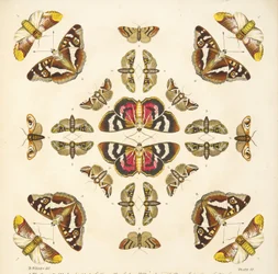 Détail (Planche VI), de A Rare Depiction of Butterflies and Moths, pub. 1764