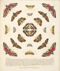 Planche VIII, de A Rare Depiction of Butterflies and Moths, pub. 1764