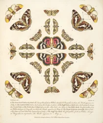 Planche VI, de A Rare Depiction of Butterflies and Moths, pub. 1764