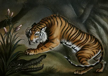 Tigre et crocodile