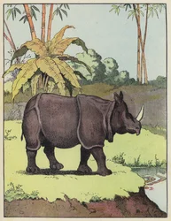 Rhinocéros indien
