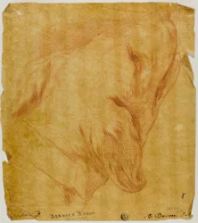 Tête de chien