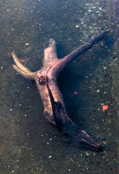 Pièce de bois en forme de crucifix dans la Garonne, Toulouse, Haute-Garone (photo)