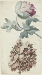 Coquelicots