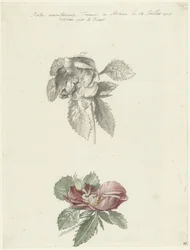 Feuille d
