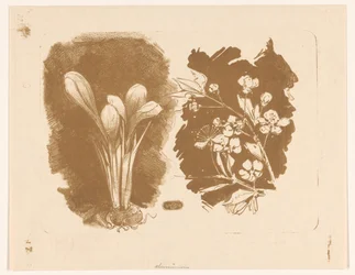 Crocus et une branche avec des fleurs