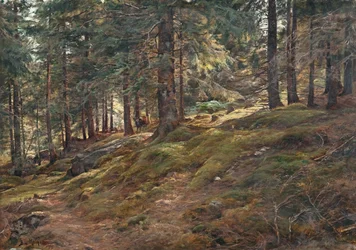 La lumière dans les bois