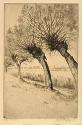 Pollard Willows, Rijsord, Pays-Bas