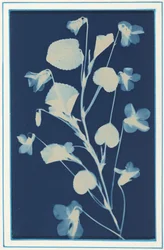 Sans titre,c. 1900 (photo)