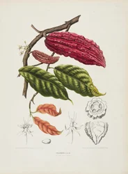 Theobroma, arbre de cacao