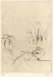 Canards au repos sur la rive
