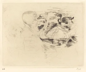 Cygnes à l