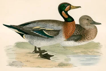 Canard bimaculé
