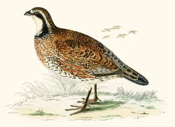 Perdrix de Virginie
