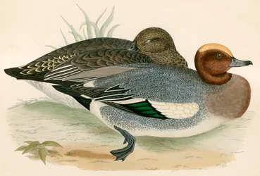 Canard siffleur