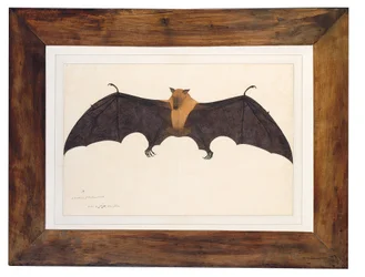 Grande chauve-souris fruitière indienne